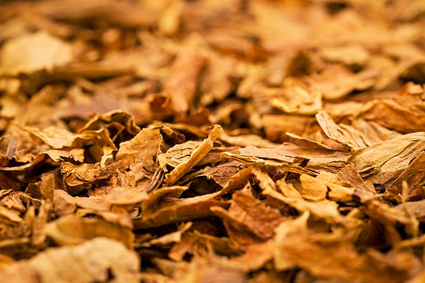 A macro shot of tobacco from cigars.