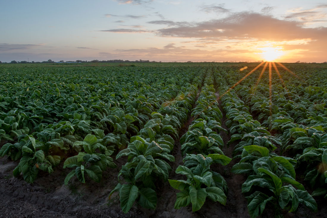 Aunrise-over-tobacco-field
