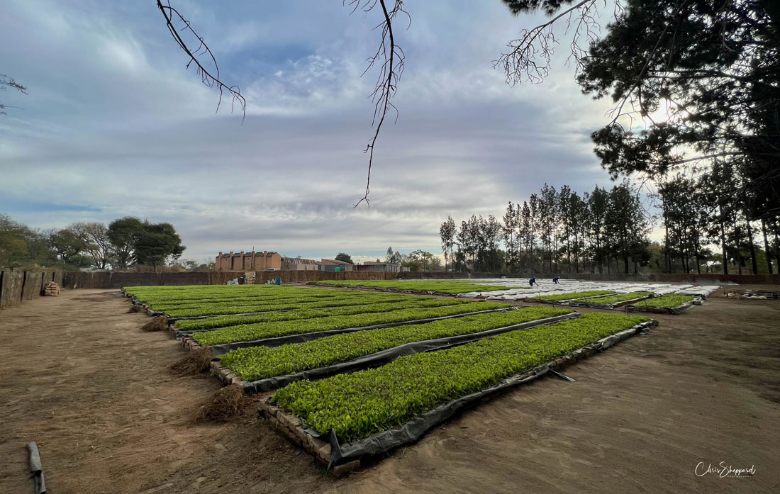 Seedbeds